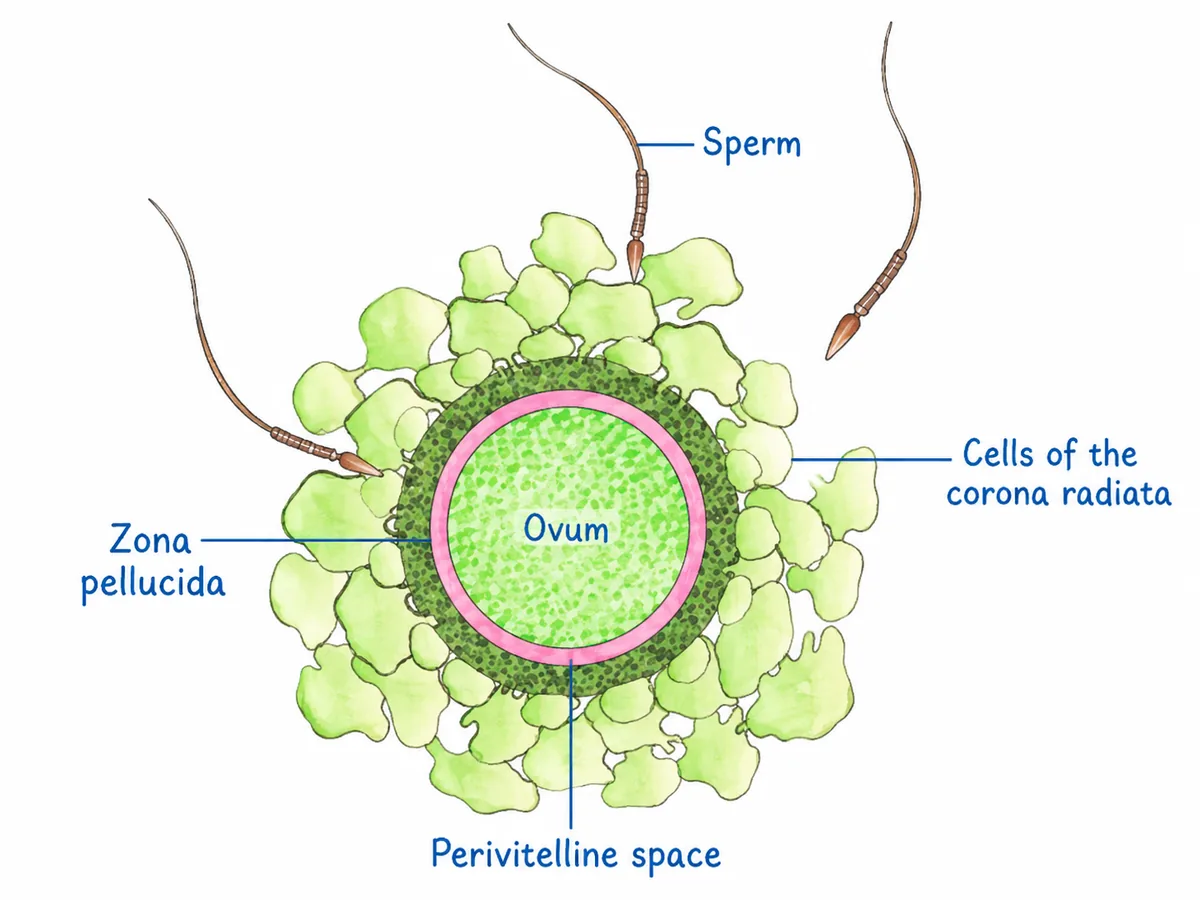 Fertilisation diagram: an ovum with, from inner to outer, the perivitelline space, zona pellucida and cells of the corona radiata, and sperm approaching.